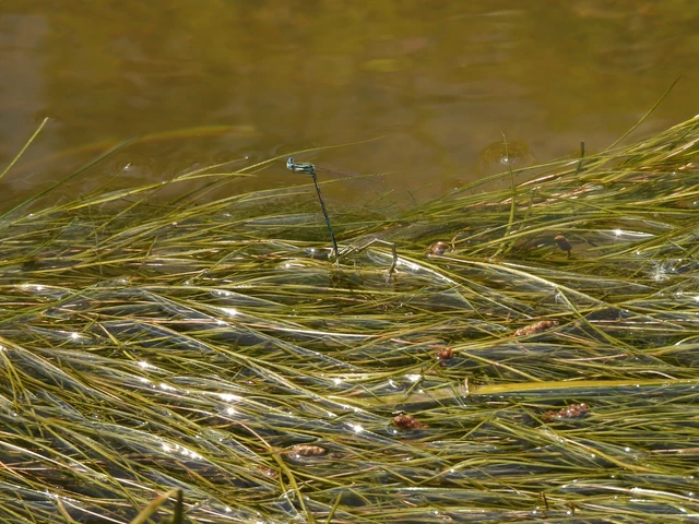 Platycnemis pennipes - széleslábú szitakötő
