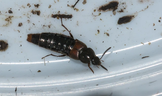 Aleochara haematoptera - partlakó fürkészholyva