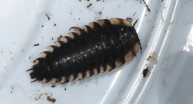 Silphidae - dögbogárfélék