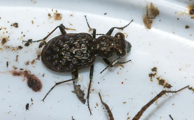 Elaphrus