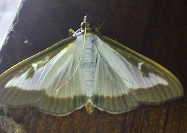 Cydalima perspectalis - puszpáng-tűzmoly