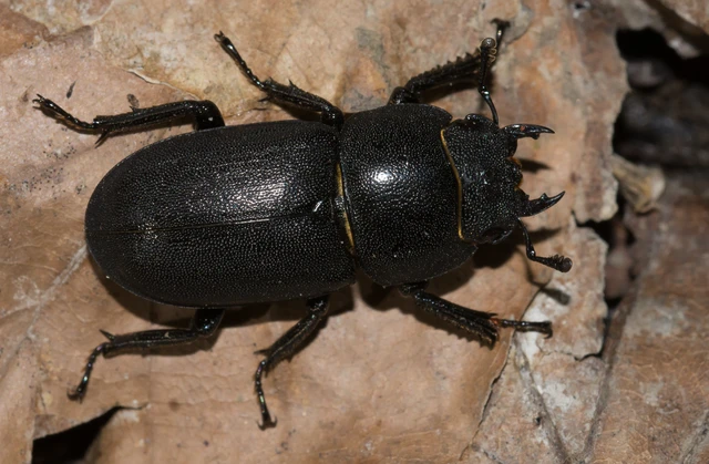 Dorcus parallelipipedus - kis szarvasbogár
