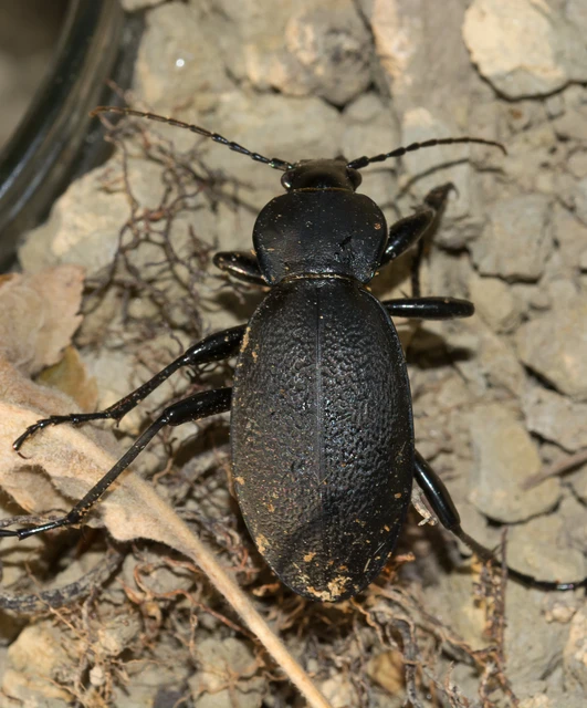 Carabus coriaceus - bőrfutrinka Carabus coriaceus - bőrfutrinka