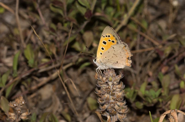 Lycaena phlaeas - közönséges tűzlepke Lycaena phlaeas - közönséges tűzlepke