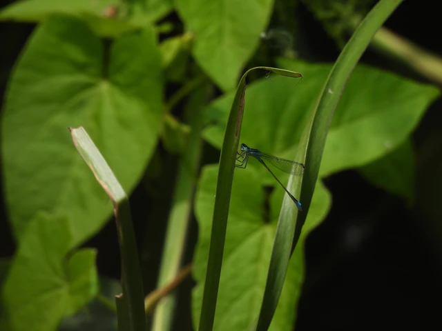 Ischnura elegans pontica - kéköves légivadász