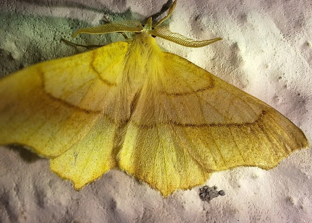 Ennomos quercinaria - tölgyfa-levélaraszoló