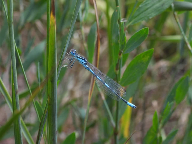 Coenagrion scitulum - mediterrán légivadász