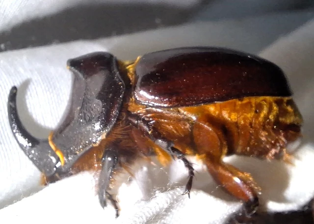 Oryctes nasicornis - orrszarvú bogár