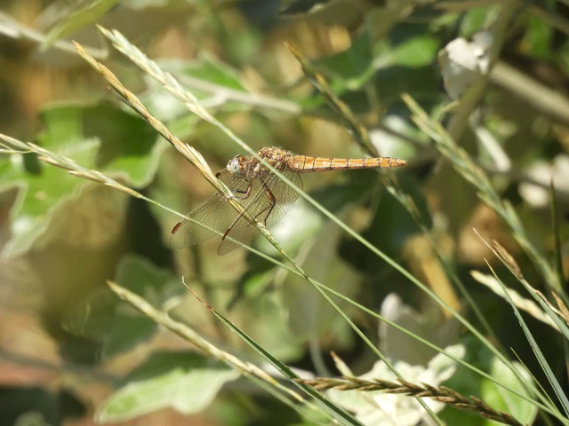 Orthetrum brunneum - pataki pásztorszitakötő