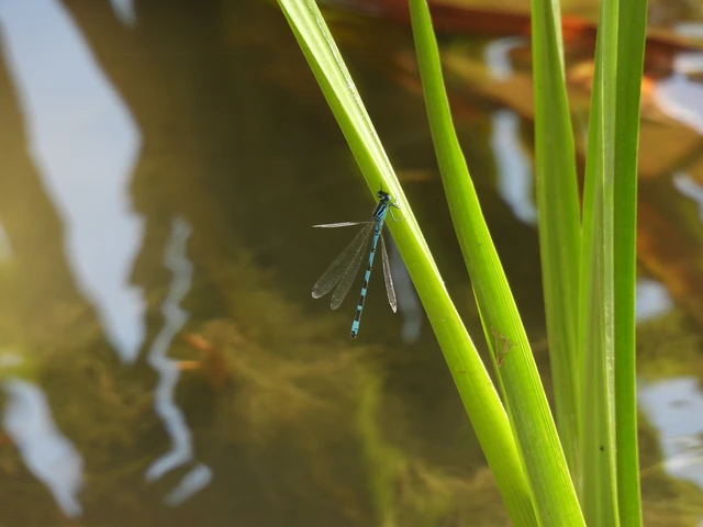 Coenagrion ornatum - díszes légivadász