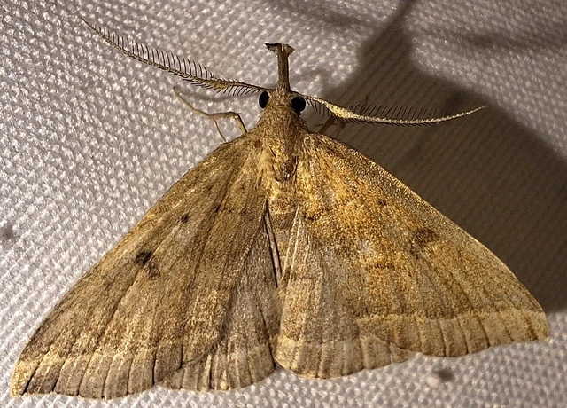 Pechipogo plumigeralis - tollascsápú karcsúbagoly