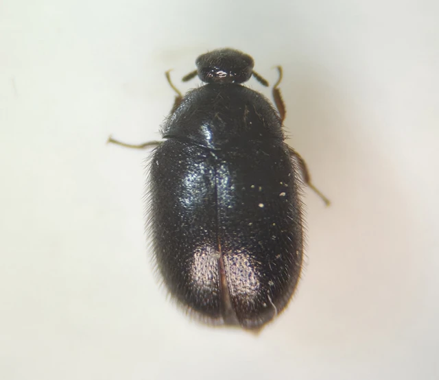 Phradonoma villosulum - pusztai porva