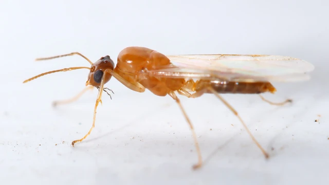 Colobopsis truncata - kapushangya