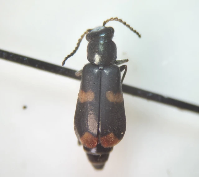Melyridae - sziklaibogár-félék