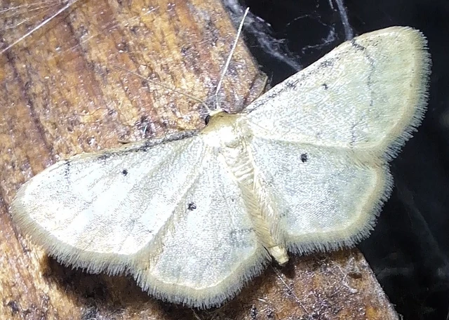 Idaea politaria - vonalas apróaraszoló