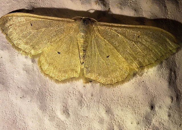 Idaea straminata - szalmasárga sávosaraszoló