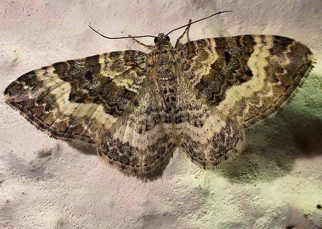 Epirrhoe alternata - galaj-tarkaaraszoló