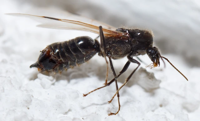 Liometopum microcephalum - tölgyfahangya