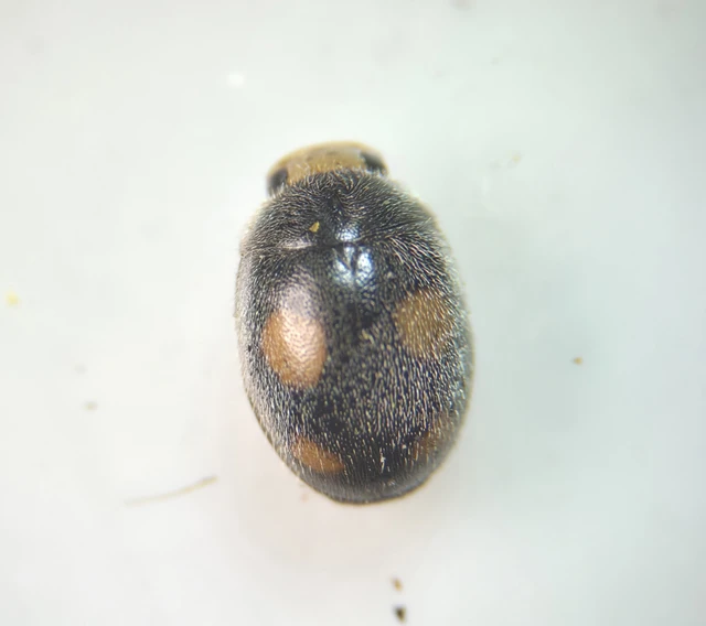 Platynaspis luteorubra - négypettyes szerecsenkata