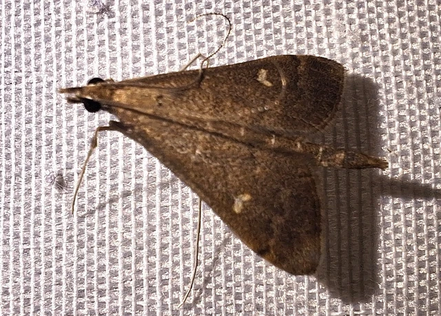 Dolicharthria punctalis - hosszúlábú tűzmoly