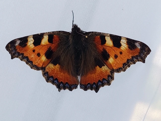 Nymphalis urticae - kis rókalepke Nymphalis urticae - kis rókalepke
