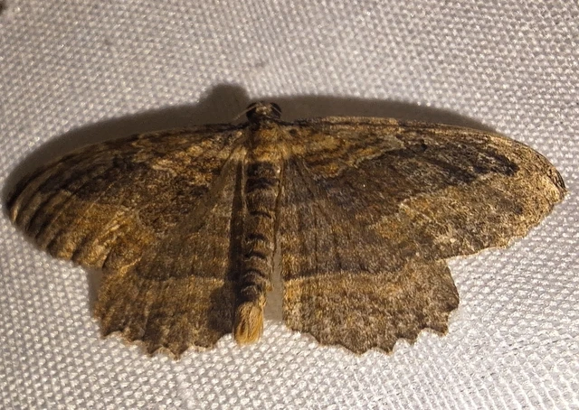 Philereme transversata - varjútövis-araszoló