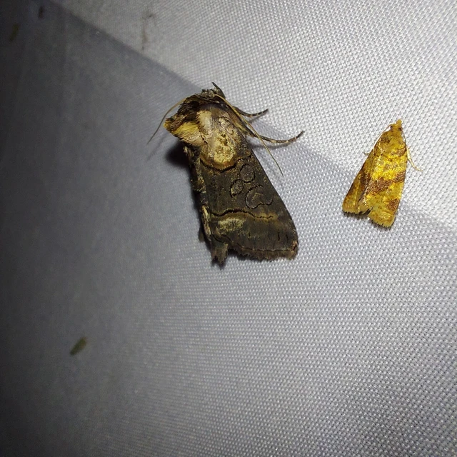 Abrostola