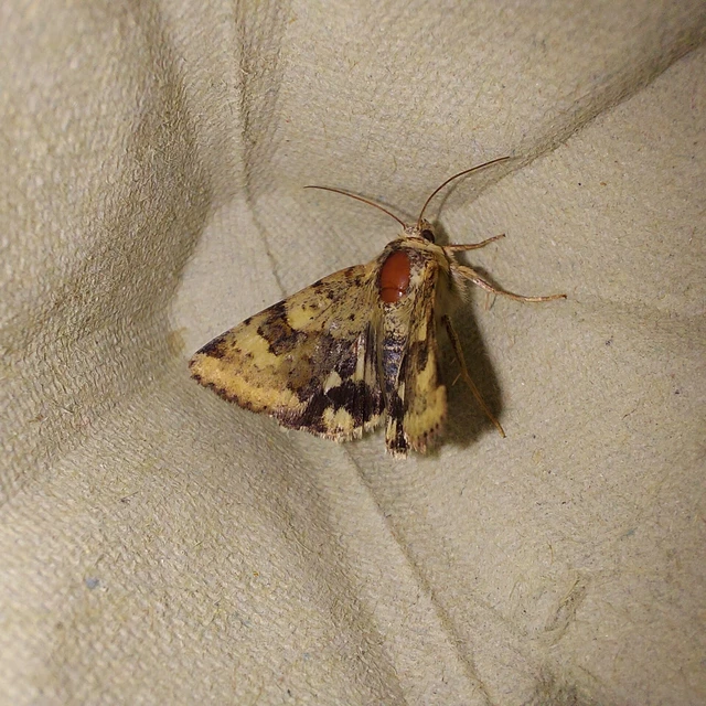 Heliothis viriplaca - mácsonyabagoly