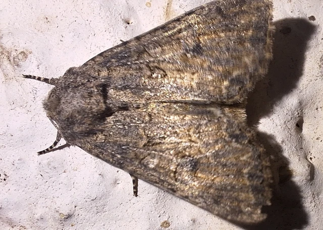 Hadula trifolii - lóherebagoly