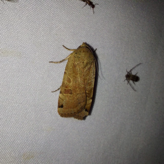 Noctua orbona - foltos sárgafűbagoly
