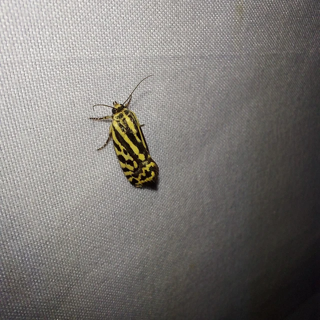 Emmelia trabealis - zebrabagoly