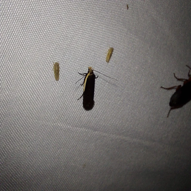 Nothris lemniscellus - fehérvállú sarlósmoly