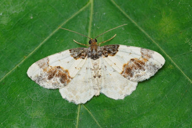 Ligdia adustata - barna levélaraszoló