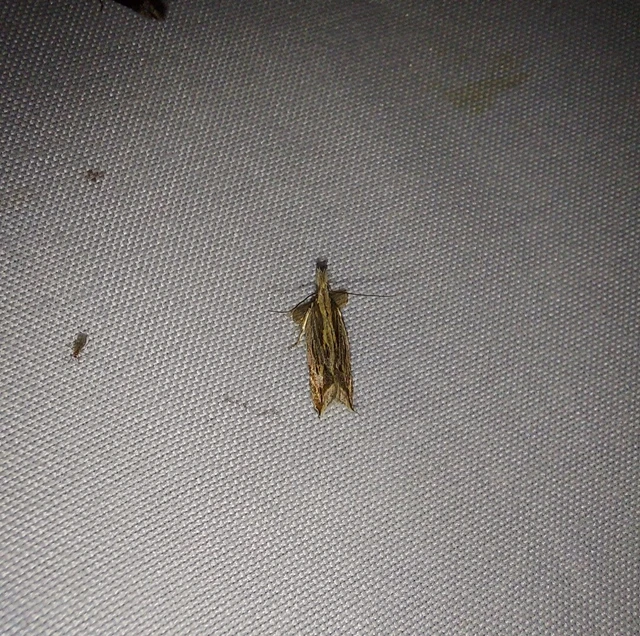 Sophronia illustrella - tarka sarlósmoly