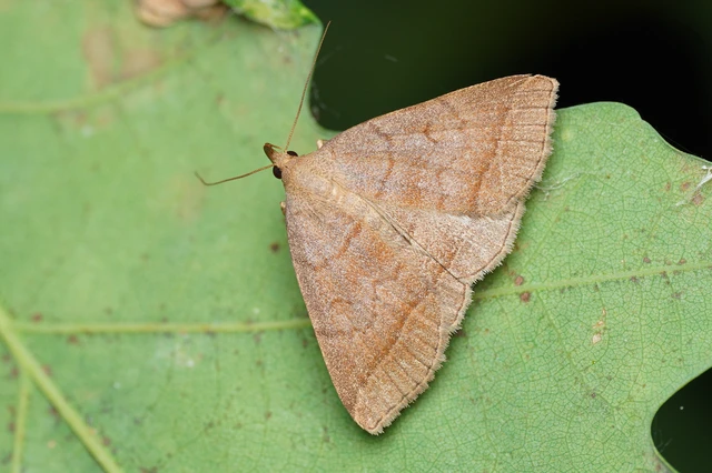 Zanclognatha lunalis - pelyheslábú karcsúbagoly
