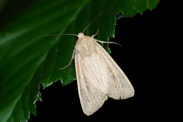 Leucania obsoleta - pontozott rétibagoly