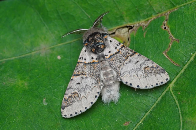 Furcula furcula - szürke púposszövő