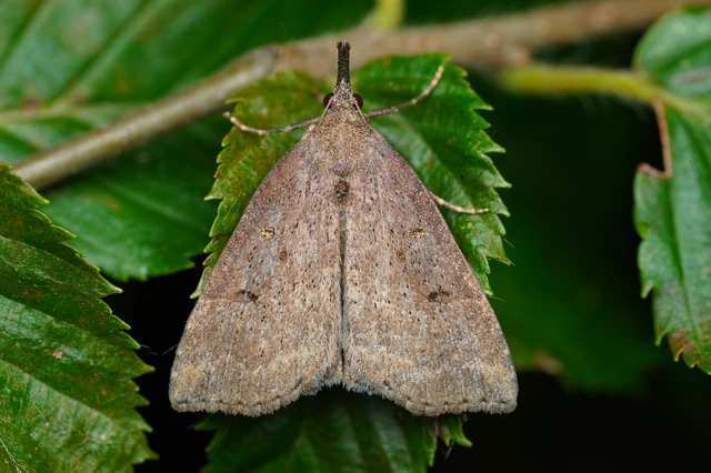 Hypena rostralis - közönséges karcsúbagoly