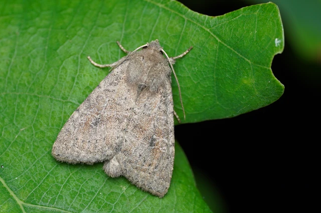Parastichtis suspecta - sötét erdeibagoly