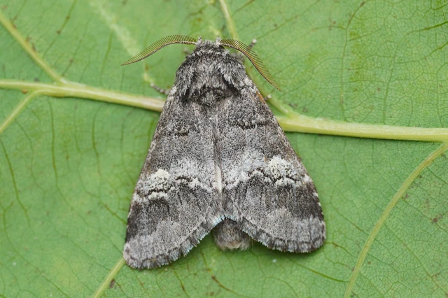 Drymonia querna - tölgyfa-púposszövő