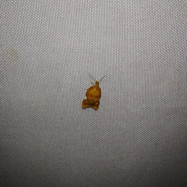Acleris holmiana - fehérfoltos levélmoly