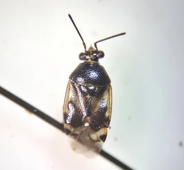 Deraeocoris