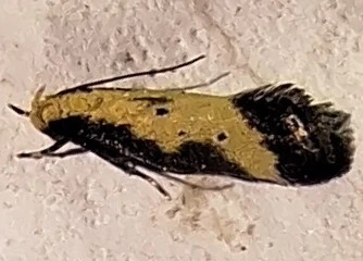 Brachmia dimidiella - citromkocsord-lápimoly