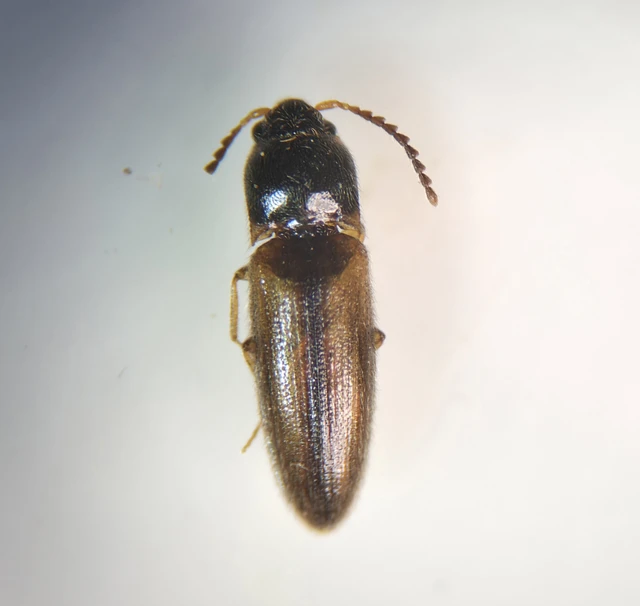 Adrastus