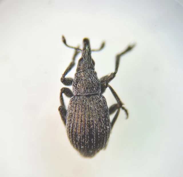 Pseudoperapion brevirostre - fényesorrú cickányormányos
