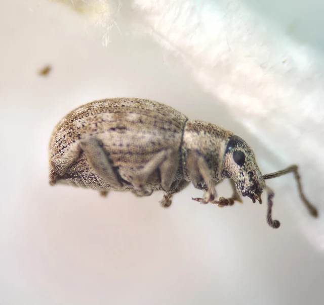 Peritelus familiaris - nagy kendermagbogár