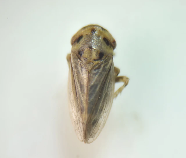 Auchenorrhyncha - Kabócák