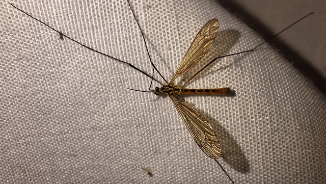 Diptera - Kétszárnyúak