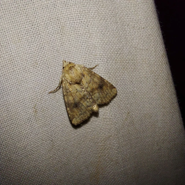 Atypha pulmonaris - tüdőfű-levélbagoly