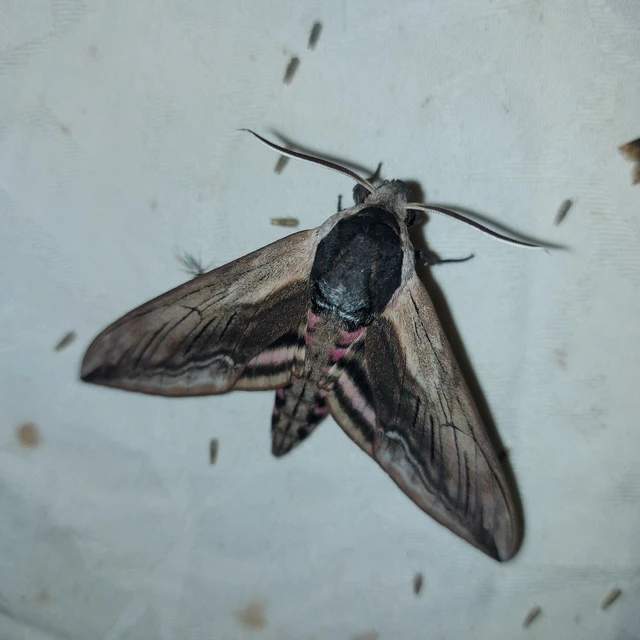Sphinx ligustri - fagyalszender